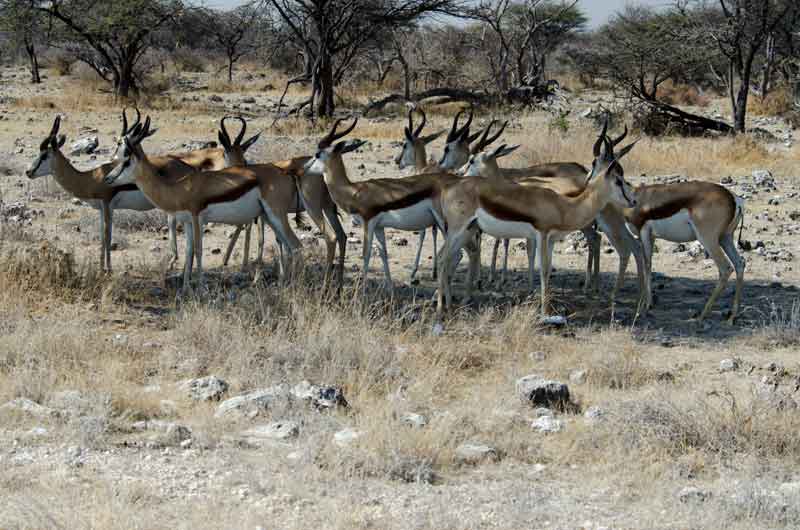 221 - Namibia - antilopes Springbok - parque nacional de Etosha